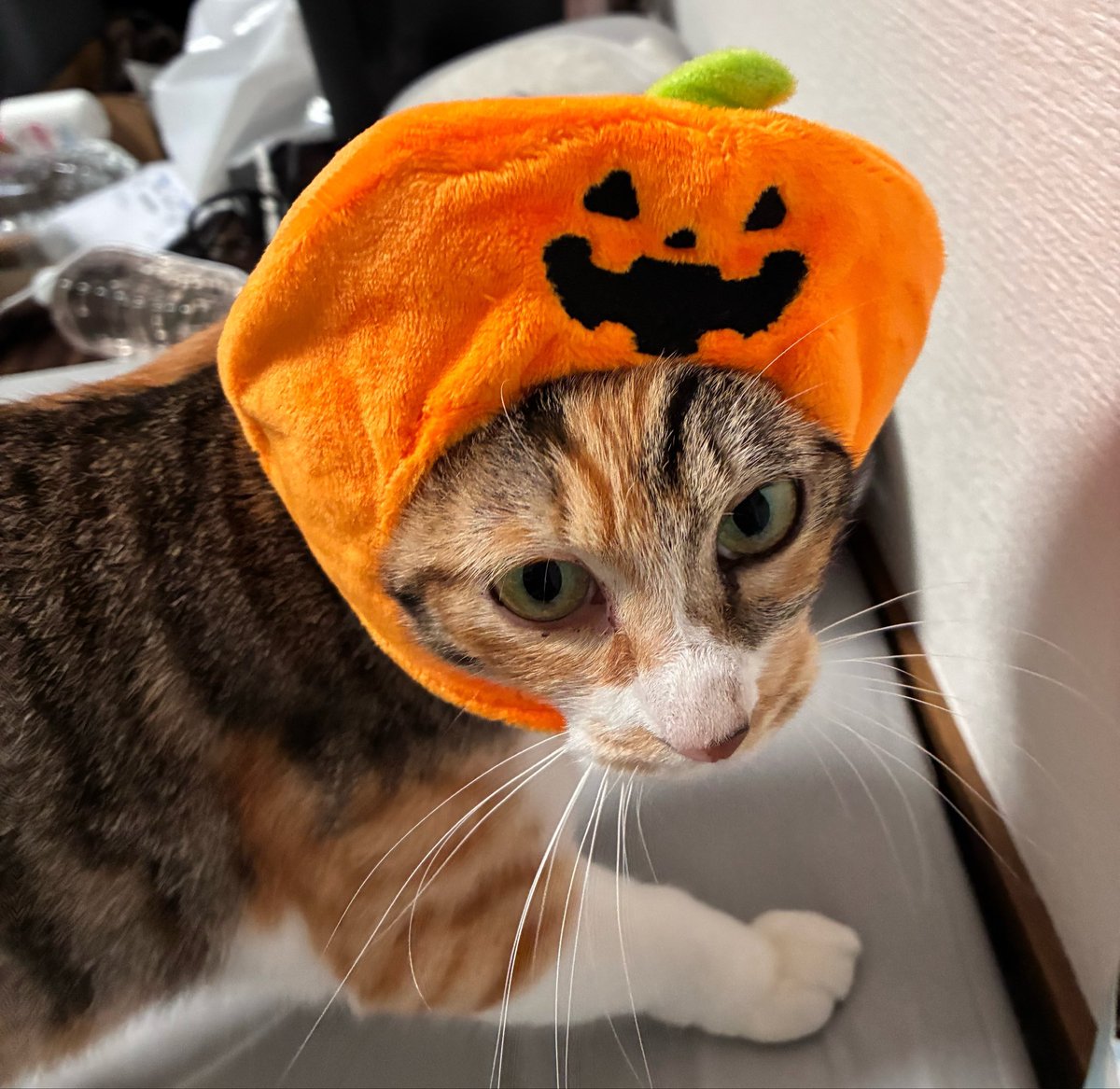 Haruka_T0202's tweet photo. 10月のハロウィンに向けて
早めの仮装🐈‍⬛ https://t.co/ljfqhvHKOp