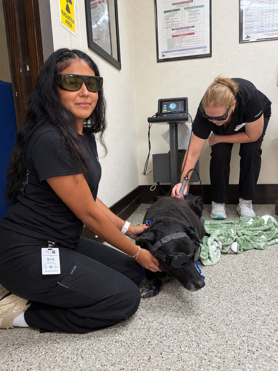 cahofwaller's tweet photo. 🐾✨ Laser Therapy ✨🐾

Did you know we offer laser therapy for our furry patients? 🐶🐱

Laser therapy is a non-invasive treatment that uses therapeutic light to support the body’s natural healing process. Depending on your pet’s individual needs, it may be recommended by... https://t.co/RvAcTKlCTp