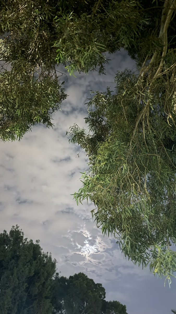 lllbee_'s tweet photo. 🌳🤍 https://t.co/tEUx7Dv5Fo