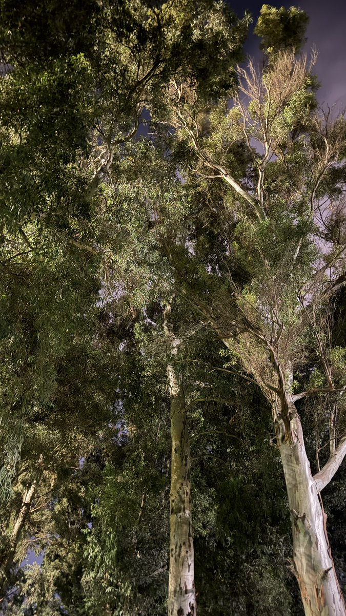lllbee_'s tweet photo. 🌳🤍 https://t.co/tEUx7Dv5Fo
