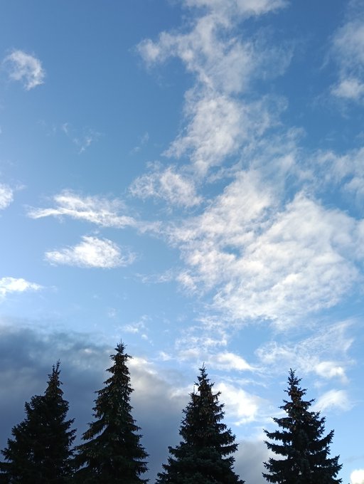 A photograph of a bright blue sky filled with scattered white clouds, with the dark green tops of pine trees visible along the bottom edge.