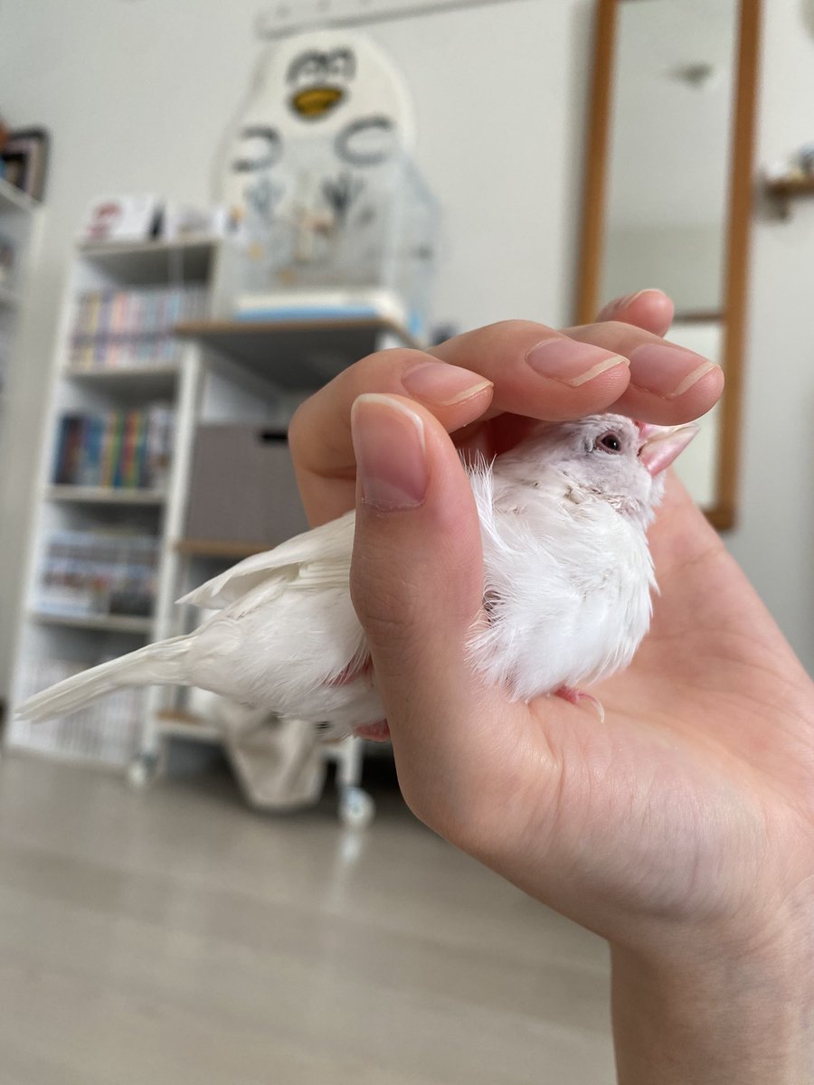 churo_pippi's tweet photo. ぽんちゃん早起きです☀️
1時間ほど走り回ってまったりし始めました
 #本日のWMP https://t.co/a3vmgldGDp