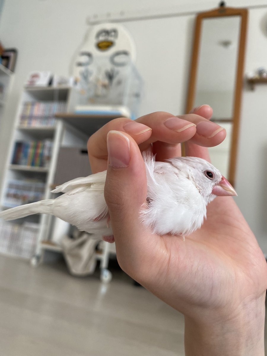 churo_pippi's tweet photo. ぽんちゃん早起きです☀️
1時間ほど走り回ってまったりし始めました
 #本日のWMP https://t.co/a3vmgldGDp