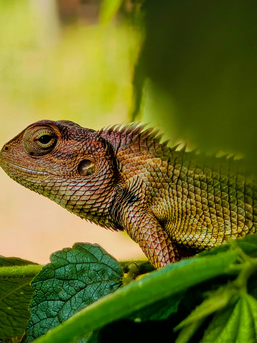shaffermicnsuo's tweet photo. Mama Oriental garden lizard
#CrocodileAttack #GeckoCute https://t.co/02zhSOOBzs