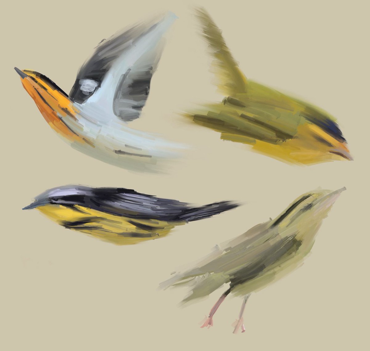hirundinifaye's tweet photo. felt deeply compelled to paint some Photorealistic Warblers today. y'know, because that's how they look when you take photos of them https://t.co/TJhkjUfUaD