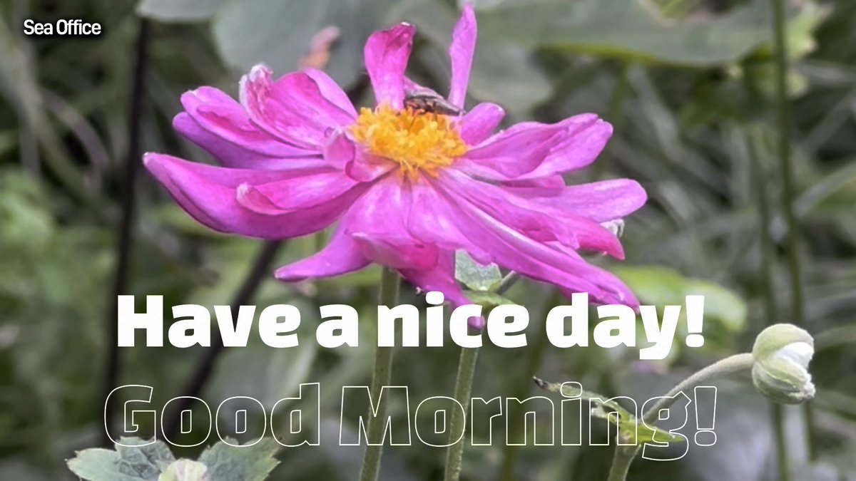 A vibrant pink flower with a yellow center is shown in close-up, featuring the text "Sea Office" in the upper left and "Have a nice day! Good Morning!" overlaid across the image. The cheerful floral greeting complements the post's positive morning message celebrating a pleasant autumn day in Nagoya.
