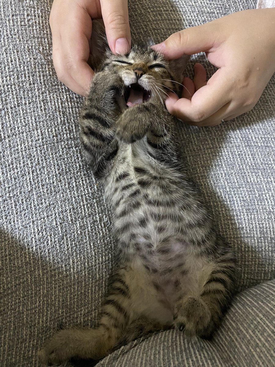iewori's tweet photo. うちもぽんぽこりんで心配してましたが、今も元気にぽんぽこりんです https://t.co/yh623hCBYW