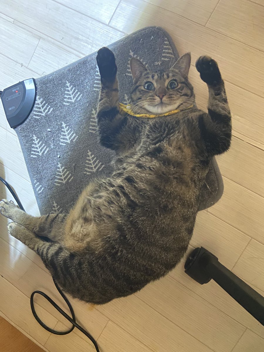 iewori's tweet photo. うちもぽんぽこりんで心配してましたが、今も元気にぽんぽこりんです https://t.co/yh623hCBYW