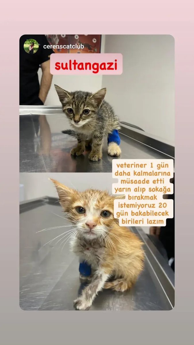 womanchildanima's tweet photo. SULTANGAZİ İstanbul

KLİNİKTEN ÇIKACAK YAVRULARA ÇOK ACİL GEÇİCİ KALICI YUVA

ÖĞRENCİLERİN KOYACAK YERİ YOK

YAVRULARIN GİDECEK YERİ YOK

ACİL😔🙏🏻

İletişim ilan posttaki insta adresi @ cerenscatclub https://t.co/zb1U0GDWb0