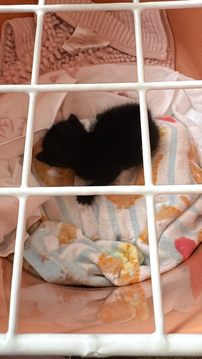 milk1111tea's tweet photo. 捨て猫さんを またお迎えしました。

今度の子は体も綺麗だし、ミルクも飲んでくれてます🍼
排泄もちょんちょんすれば出来てる︎︎👍🏻

離乳って1ヶ月くらいかかるんだっけ？
ホームセンター開いたら 哺乳器とミルク買ってくるー。

中学校から引き取ったので、名前はすでについてた(笑) https://t.co/j8BDxzz2aH