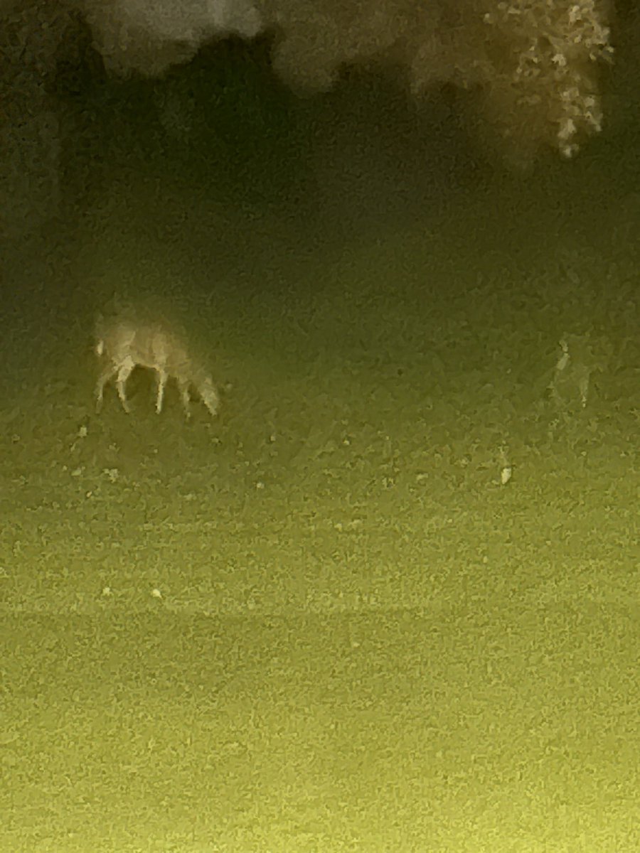 RonaldWill26570's tweet photo. This morning when I was mowing fairways I was able to get a couple pictures deer from the green belt cross the highway to cours to eat acorns from oak tree trees on the course https://t.co/mtzEHHnlV1