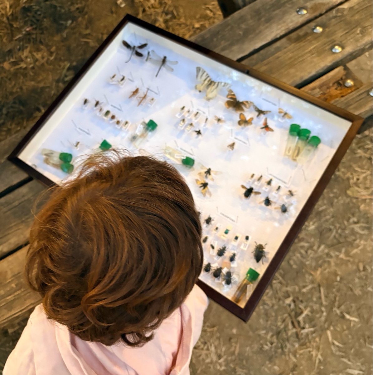 WWFitalia's tweet photo. Ieri sera l’APEriQuiz “Bee the Change” 🐝 di @WWF_YOUng a #Roma per scoprire tante curiosità sul mondo degli impollinatori 🦋

#UrbanNature2026 continua oggi e domani: eventi e oltre 100 piazze in Italia dove conoscere e sostenere gli spazi natura #WWF 
👉🏼https://t.co/vZsqAZKKld https://t.co/4xHDHHkxPF
