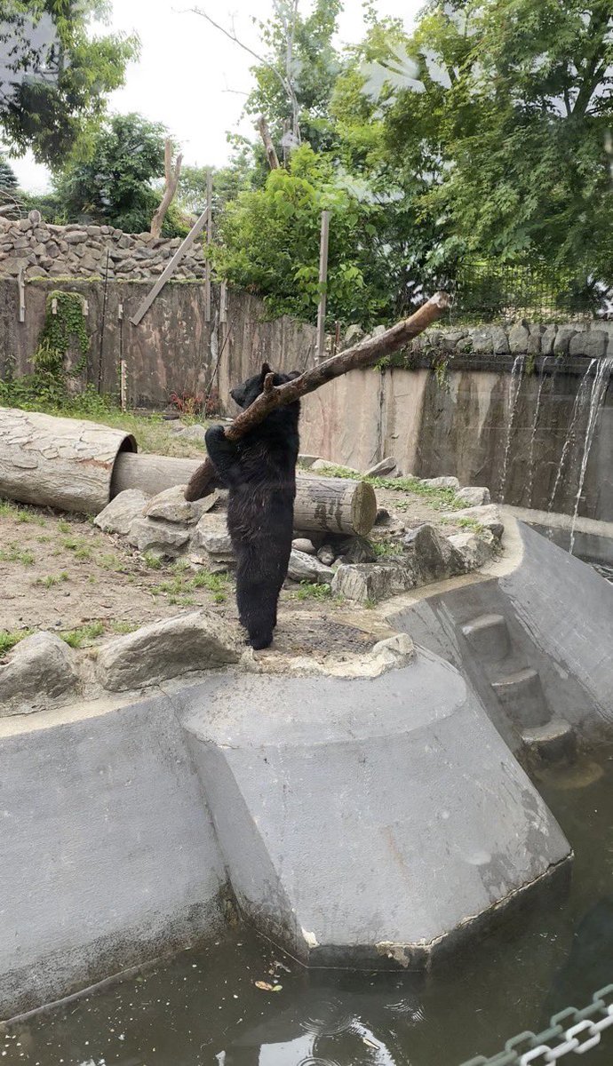 wadaino_taikai's tweet photo. 八木山動物公園にめちゃくちゃ打ちそうな熊いたんだけど。 https://t.co/NNLe7KtkXG