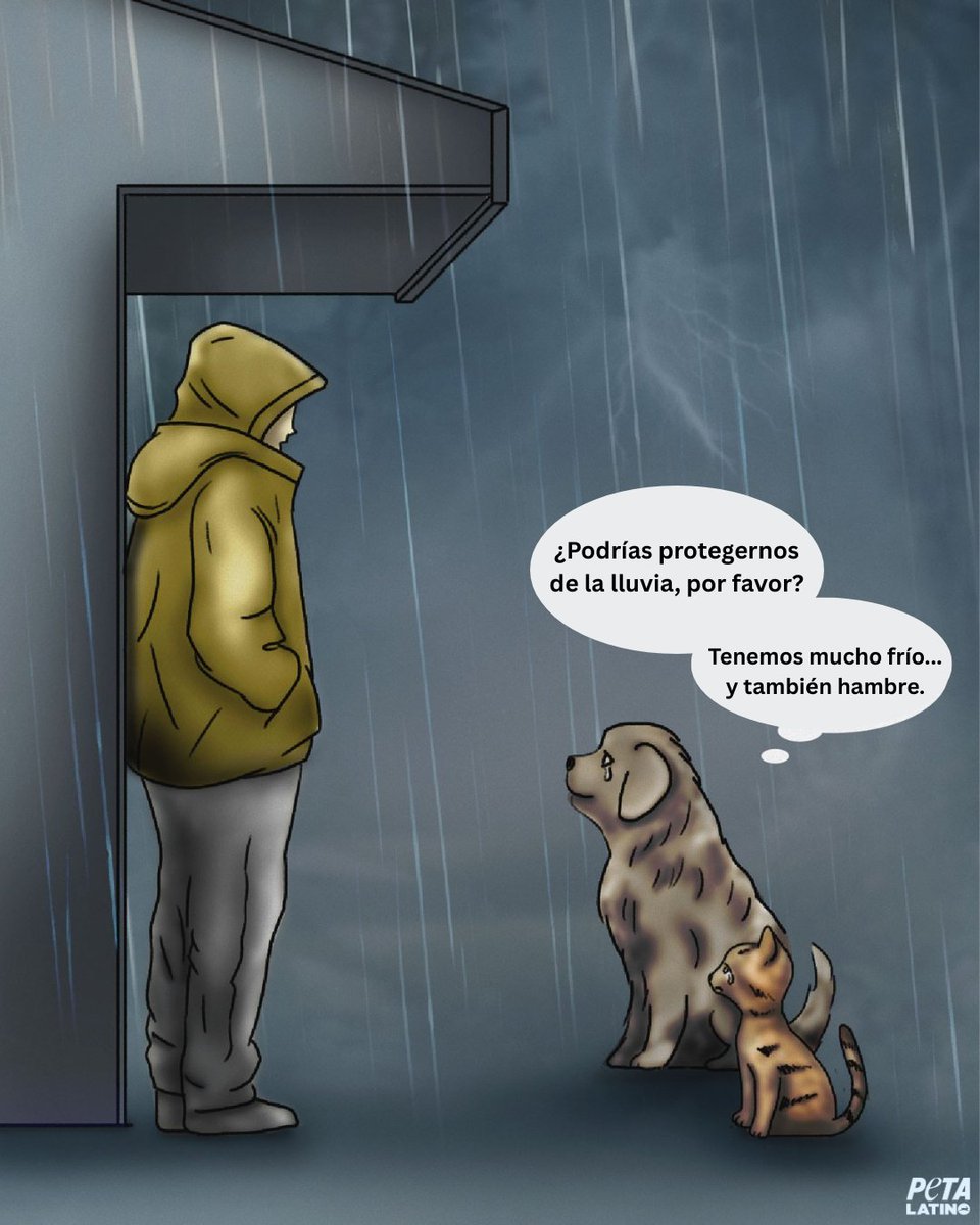 PETA_Latino's tweet photo. 🌧️🐶🐱 La temporada de lluvias ya está aquí, y todos los seres vivos merecen un refugio seguro.

Si ves a un animal buscando dónde protegerse, no lo ignores. Ofrécele un espacio seco, cálido y seguro. https://t.co/mYtGbFCrkK
