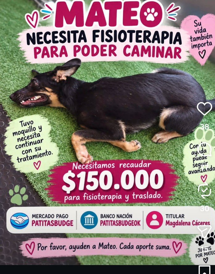 PATITASBUDGE's tweet photo. MATEO NECESITA FISIOTERAPIA PARA PODER CAMINAR 🚨

Tuvo moquillo y necesita continuar con su tratamiento. Necesitamos recaudar $150.000 para fisioterapia y traslado. 🙏🐾

💗 Mercado Pago: PATITASBUDGE
🏦 Banco Nación: PATITASBUDGEOK
Titular: Magdalena Cáceres https://t.co/d8KwpFgBy7