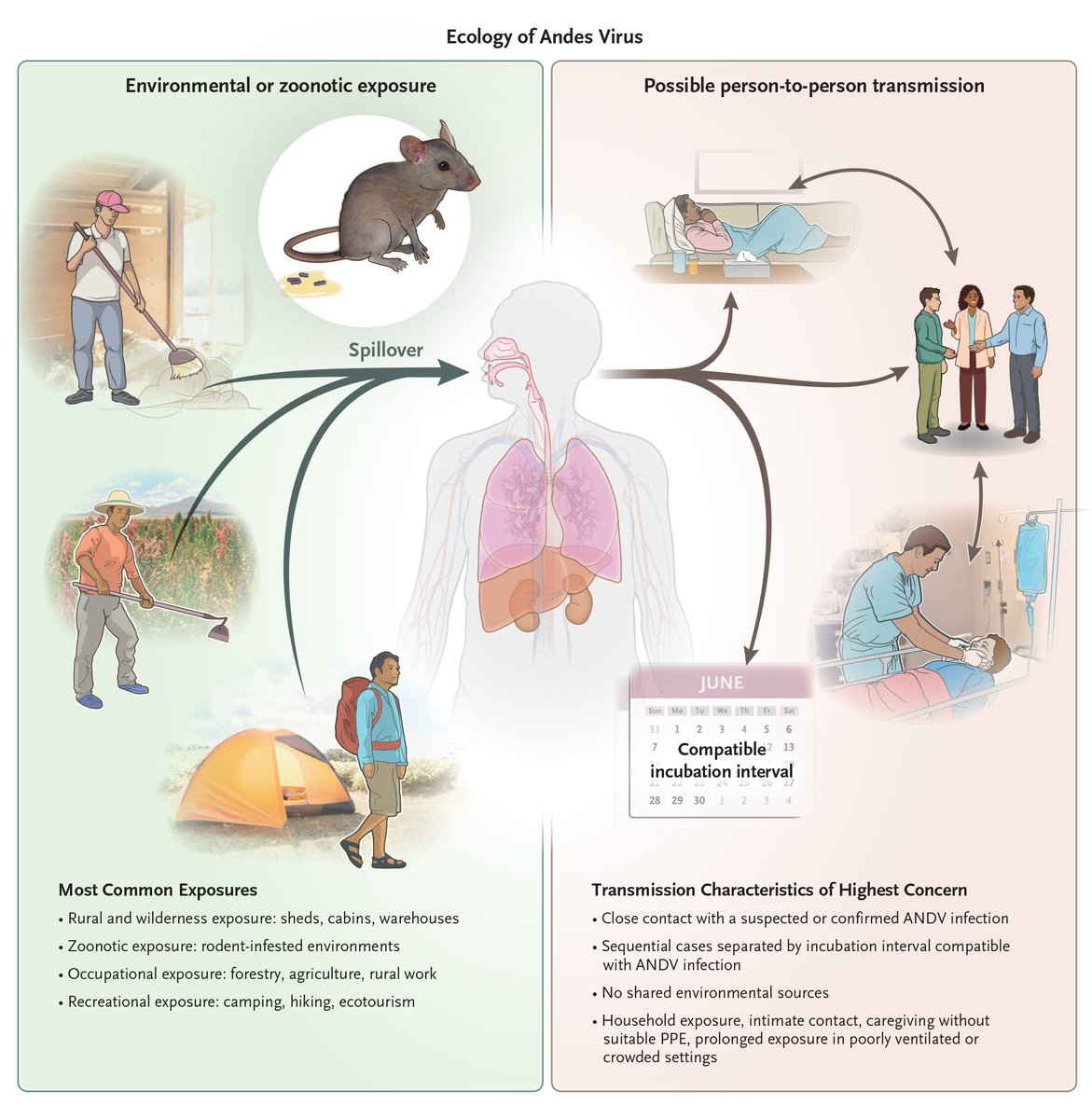 NEJM's tweet photo. Review Article: Andes Virus — A Clinical Review https://t.co/iDfHEQyFp2
#InfectiousDisease https://t.co/LRxz304mhE