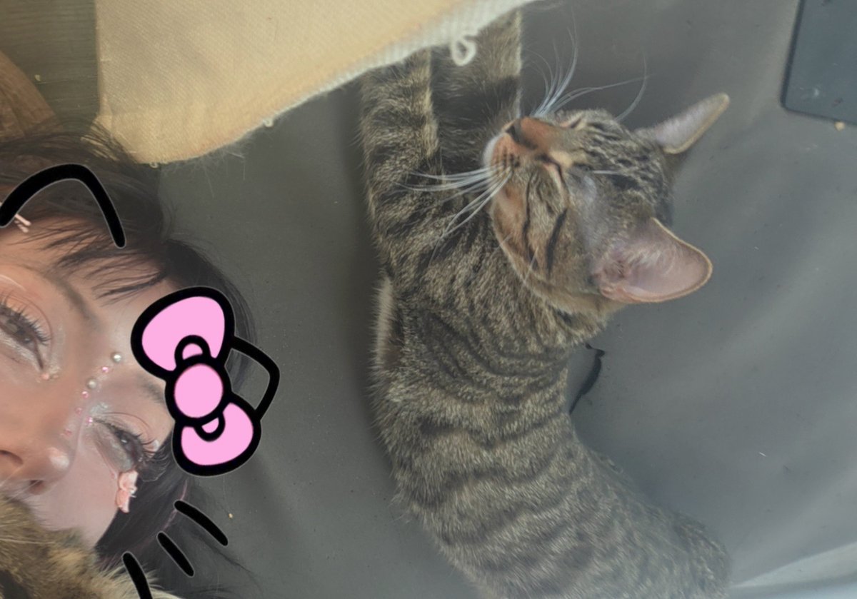 schizobait's tweet photo. KETAMINEE CAMEEE HOMMEEE

♡︎＆↺

#ILOVEMYSON #YAYY #kitty #cosplay #val #egirl #sfxmakeup #feetworshi̇p #piercings #moots #of #altgirl #meow https://t.co/wDnTCXIqdD