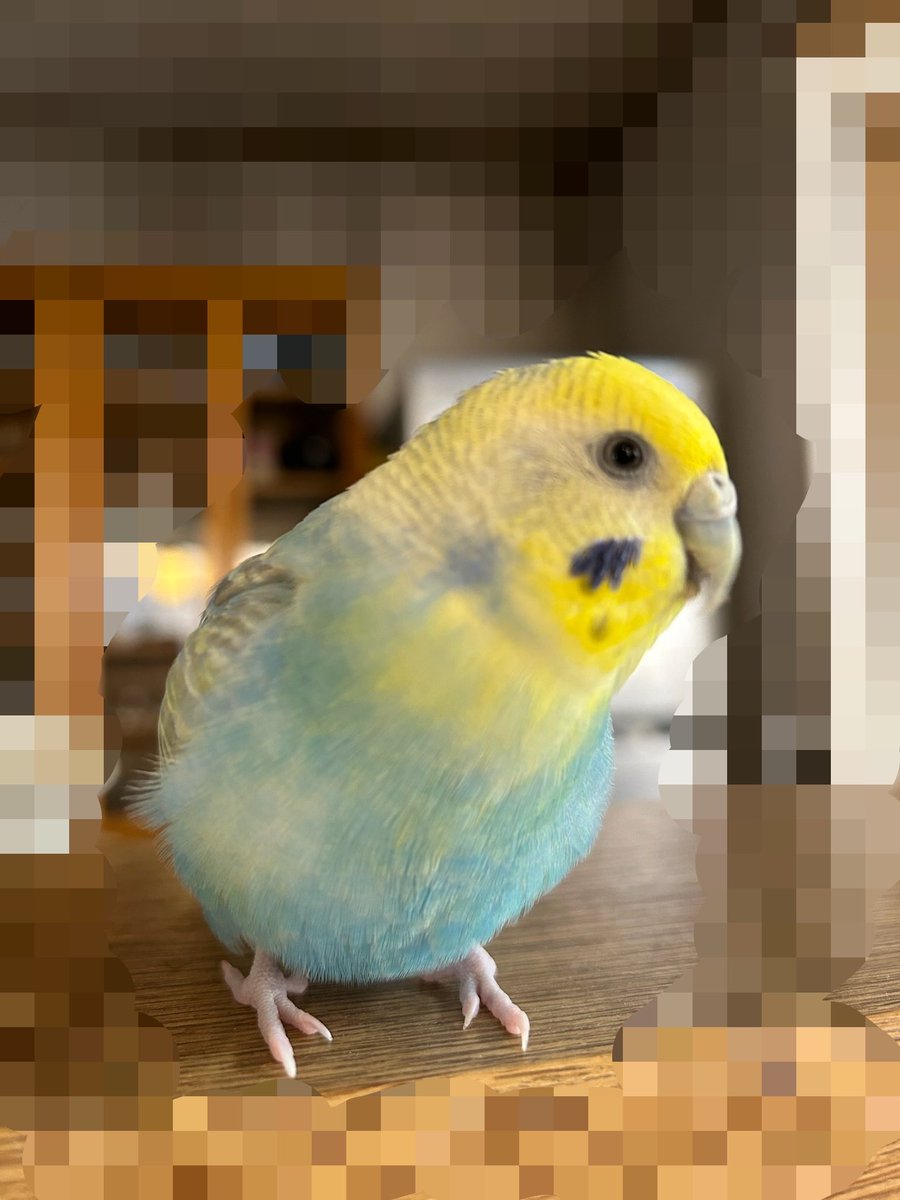 CW2kZHay3I76647's tweet photo. #拡散希望RPおよび情報提供ご協力お願いいたします 
板橋区赤塚付近で迷子になったセキセイインコを探しています。
約3日経ち、クリッピングはないため、遠くへ行っている可能性も考えられます。
周囲の家の敷地に入っている可能性もありますので、付近にお住まいの方がもしも可能でしたら見ていただけると大変幸いです。
よろしくお願いいたします。
#板橋区 #赤塚三丁目 #赤塚 #成増駅 #成増 #高島平 #光が丘 #和光市 #下赤塚駅 #練馬区 #セキセイインコ #レインボー #拡散希望