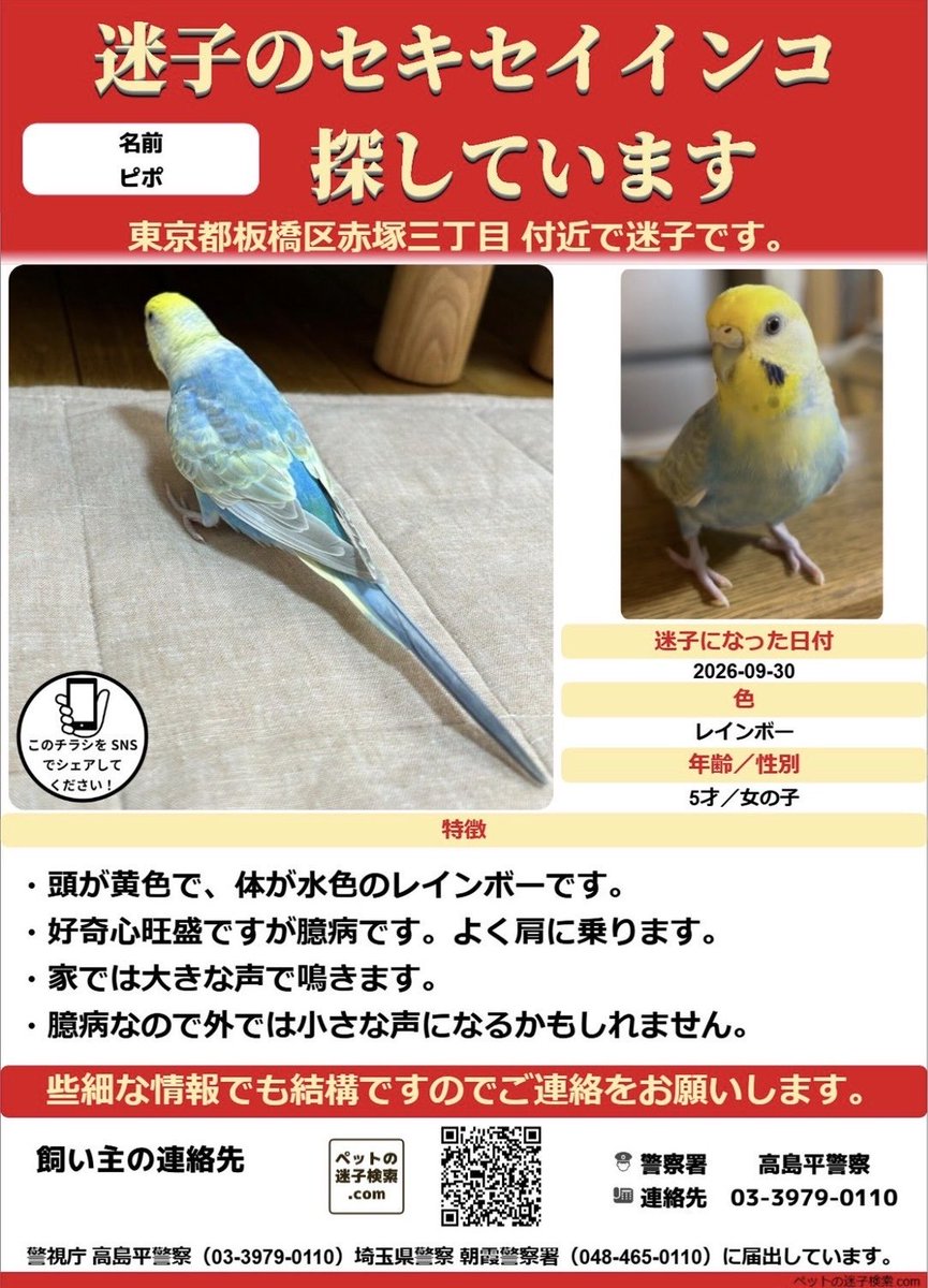 CW2kZHay3I76647's tweet photo. #拡散希望RPおよび情報提供ご協力お願いいたします 
板橋区赤塚付近で迷子になったセキセイインコを探しています。
約3日経ち、クリッピングはないため、遠くへ行っている可能性も考えられます。
周囲の家の敷地に入っている可能性もありますので、付近にお住まいの方がもしも可能でしたら見ていただけると大変幸いです。
よろしくお願いいたします。
#板橋区 #赤塚三丁目 #赤塚 #成増駅 #成増 #高島平 #光が丘 #和光市 #下赤塚駅 #練馬区 #セキセイインコ #レインボー #拡散希望