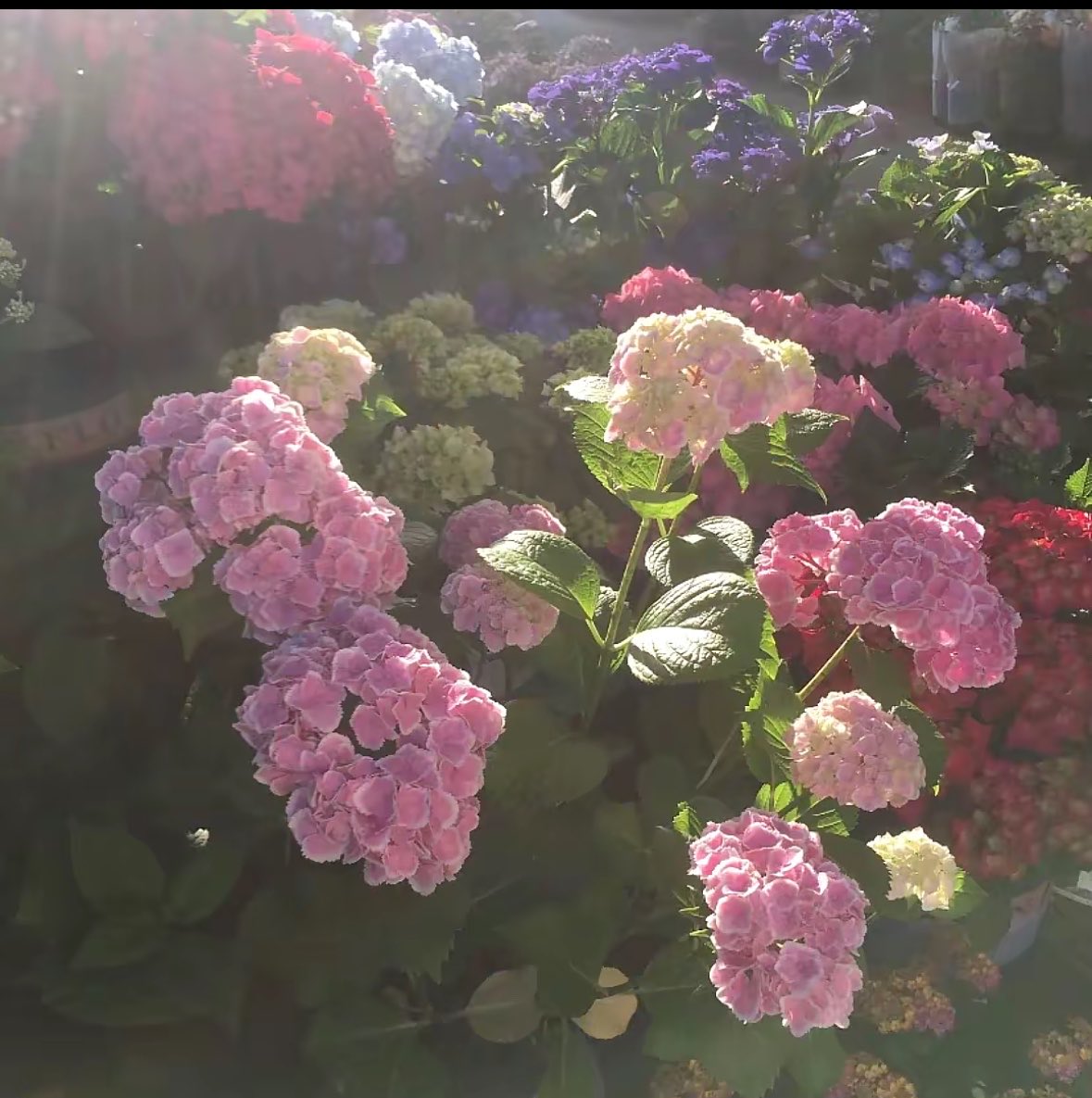 prtygal777's tweet photo. https://t.co/tXAvK59oz7