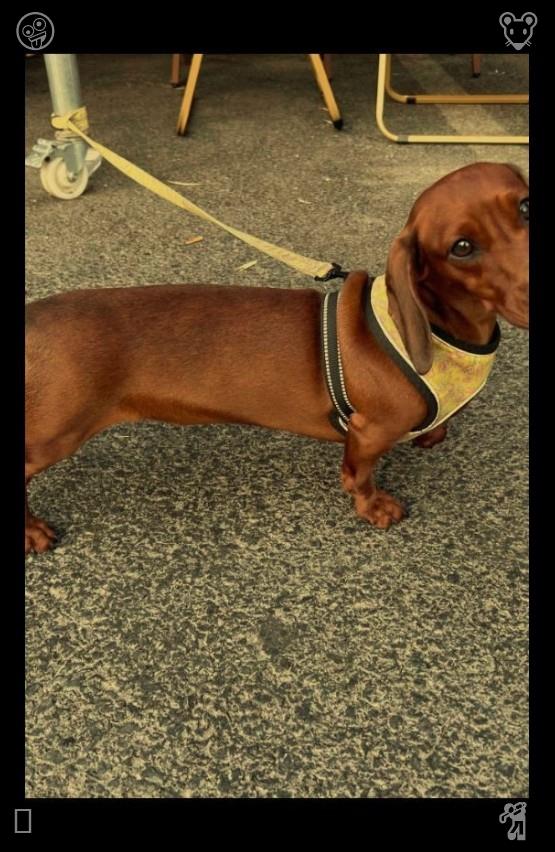 NonaM_rgr's tweet photo. 🥇Dog Walk The dog is big820225Black and yellow striped socks https://t.co/Ae0nYhpHc0