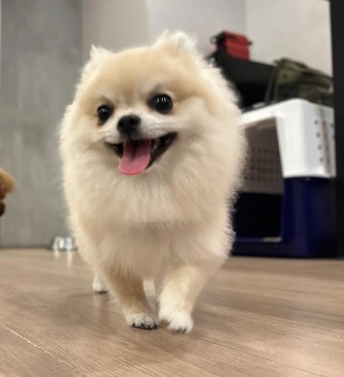 chacoleine's tweet photo. よし！今日はパパがおやすみだー🧡#chacoleine https://t.co/jouZdDdKJa