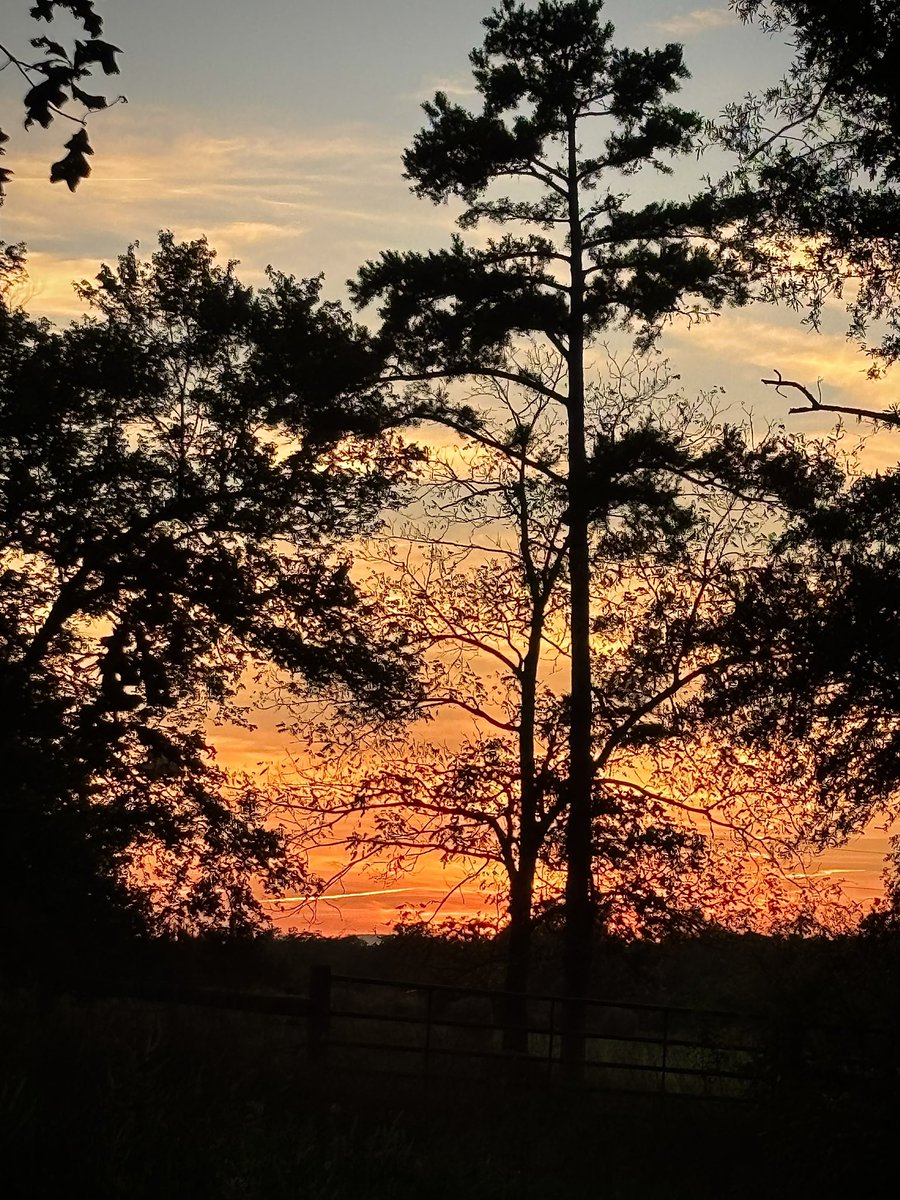 LouisaReid27382's tweet photo. #October on the farm…

with a murder of crows greeting the dawn  as they pick seeds out of the stubbled grass of the hay fields, and monarch butterflies passing through.🐦‍⬛🌾🧡
#5amwritersclub 
#FallHarvest
#ArtLovers
#MonarchButterflies https://t.co/67Yo9R1dA2