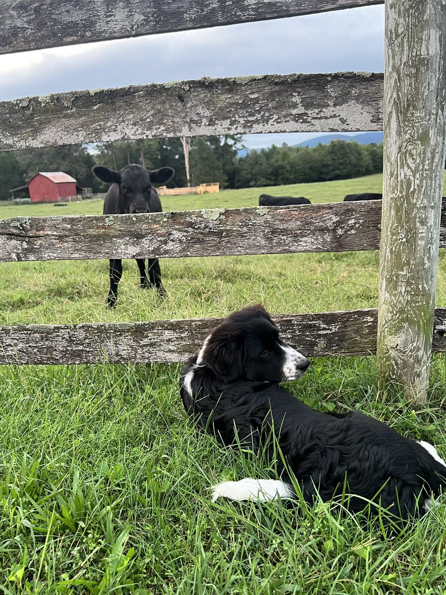 LouisaReid27382's tweet photo. #October on the farm…

with a murder of crows greeting the dawn  as they pick seeds out of the stubbled grass of the hay fields, and monarch butterflies passing through.🐦‍⬛🌾🧡
#5amwritersclub 
#FallHarvest
#ArtLovers
#MonarchButterflies https://t.co/67Yo9R1dA2