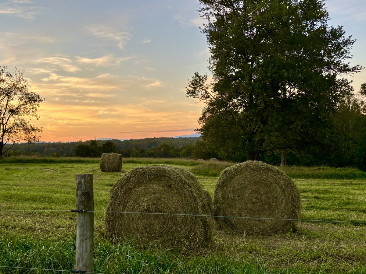 LouisaReid27382's tweet photo. #October on the farm…

with a murder of crows greeting the dawn  as they pick seeds out of the stubbled grass of the hay fields, and monarch butterflies passing through.🐦‍⬛🌾🧡
#5amwritersclub 
#FallHarvest
#ArtLovers
#MonarchButterflies https://t.co/67Yo9R1dA2