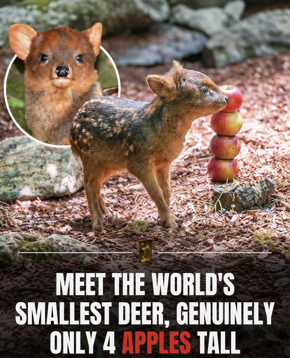 DOESLXT's tweet photo. [🦌] ellie https://t.co/ADjM6GSCFP