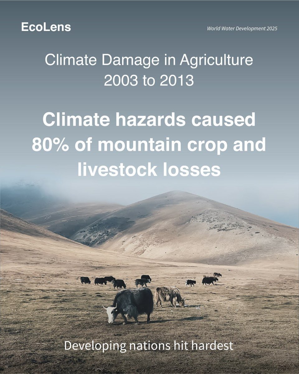 EcoLensProject's tweet photo. 🐂🌍Climate change is hitting mountain agriculture hard. Between 2003 and 2013, climate hazards caused 80% of mountain crop and livestock losses; With developing countries bearing the greatest burden.🌾

#WaterDevelopment
#ClimateChange
#FoodSecurity https://t.co/A6PSNa9TzK