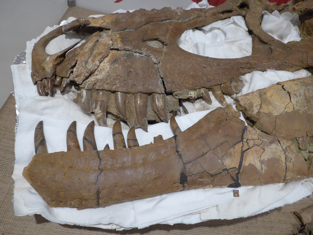 MiloGaillard3's tweet photo. #FossilFriday I was aware that this research was coming, but I didn’t expect it to be published already.

Tromerosaurus solumons is the first time we have an albertosaurine genus that is not Albertosaurus or Gorgosaurus! Or at least probably an albertosaurine (1/7) https://t.co/8HAnLSK2bQ