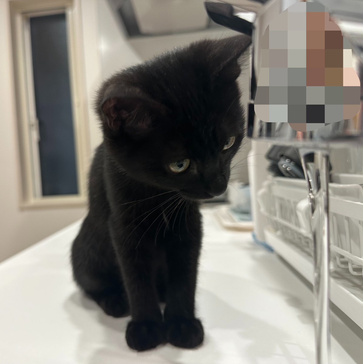 botan_cats tweet picture