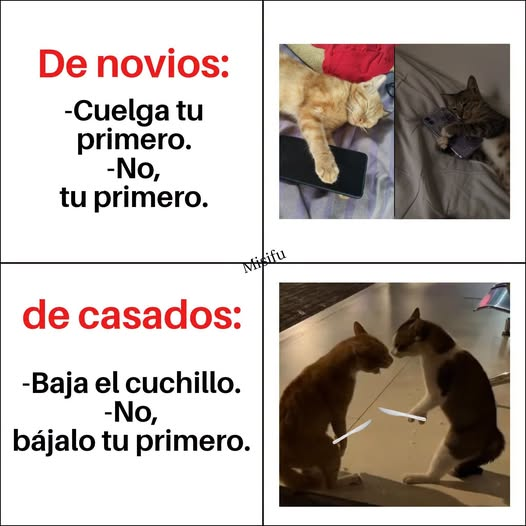 LAPULGATUSA's tweet photo. https://t.co/jsTbSKKy0w
