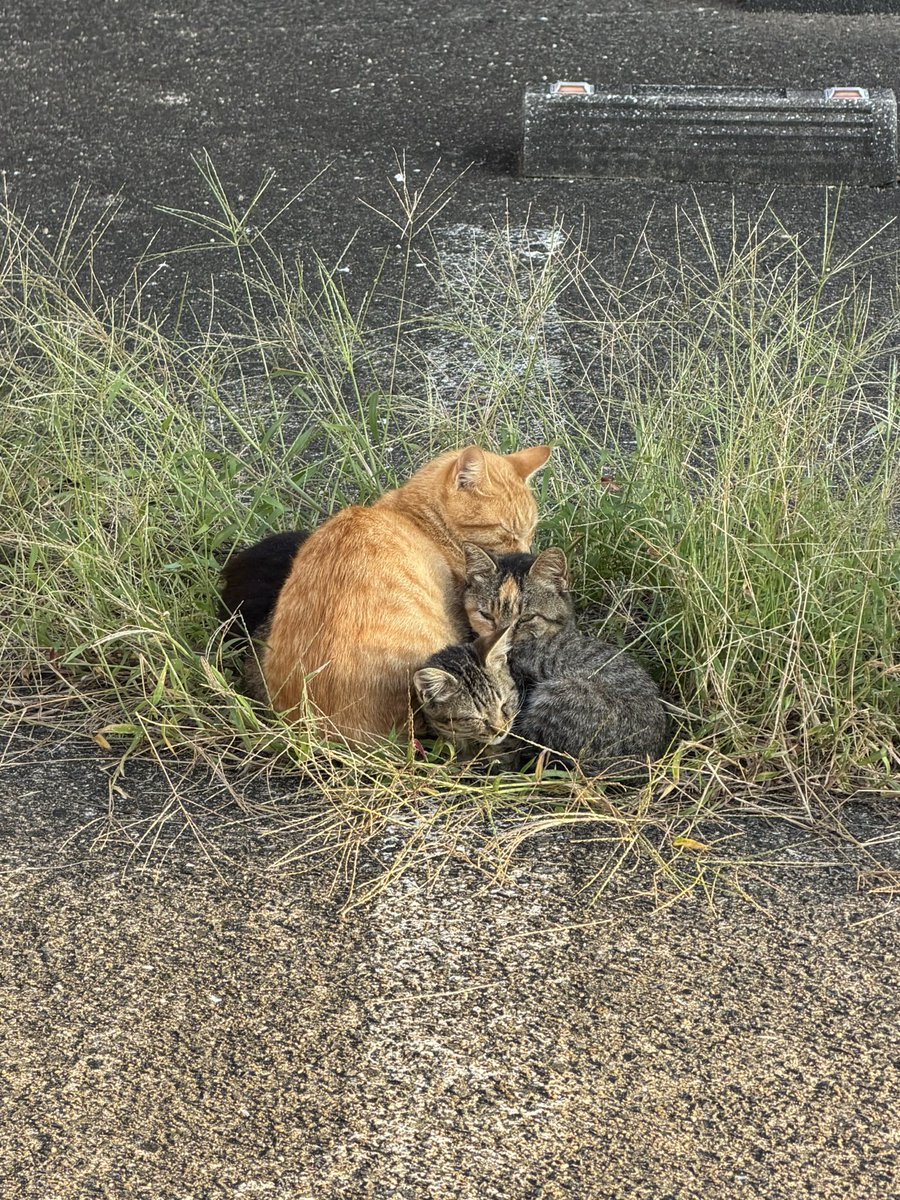 oxg_'s tweet photo. 明倫学舎の職員駐車場の側から萩バスセンター方面に抜ける細い道(観光案内所で教えてもらった)は朝昼猫ちゃんゴロゴロしてる癒しロード
子猫ちゃんもいてまじきゅんきゅんきゅん
デレデレしてたら颯爽とハクビシンも駆け抜けていったのでビックリしました https://t.co/TL9OIg6MDT