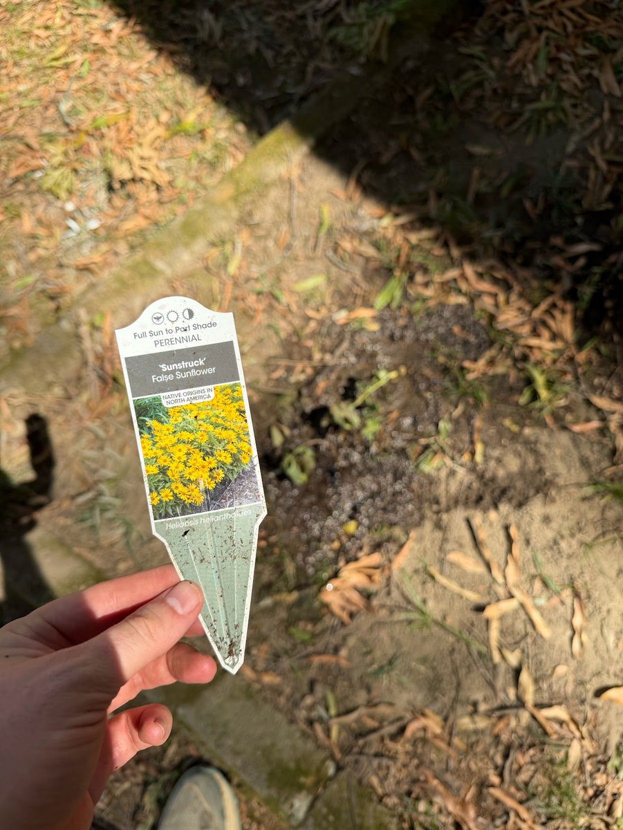 harlanvaughn's tweet photo. here's what i planted this week! #gardening #zone8a #inmygarden https://t.co/52EFGx1iz8