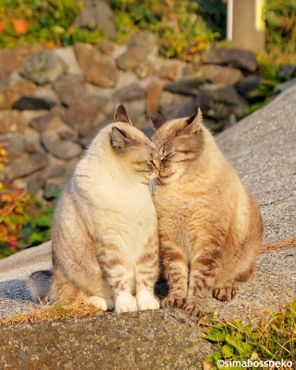 simabossneko's tweet photo. なかよし✨
Good family💕

写真は卓上 2027ごきげん島ねこカレンダーより✨↓↓
https://t.co/m4QUrCfVxl

#なかよし #猫 #cat #2027年カレンダー https://t.co/F1suWQgza0