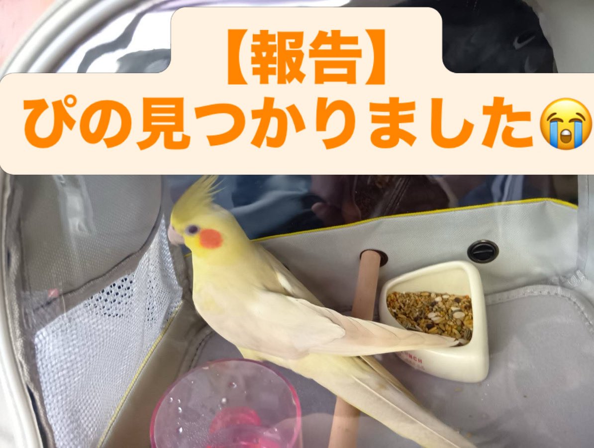 pino_sagasiteru's tweet photo. 【ご報告】ぴの、無事に見つかりました😭😭
9/30に迷子になったオカメインコのぴのが、本日無事に保護され家族のもとへ帰ってきました🐤🏠
拡散・情報提供・捜索してくださった皆さま、そして見つけて保護してくださった方、本当にありがとうございました😭💗 https://t.co/9YiLsaxhoO