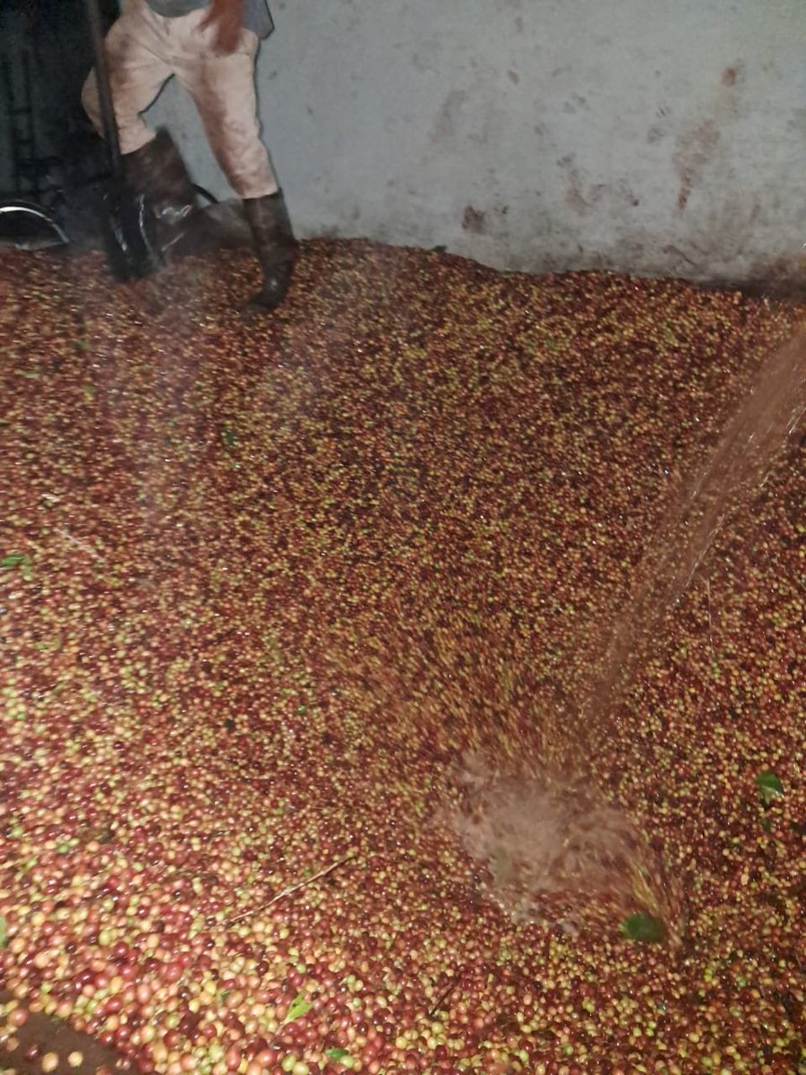 LuisElmis48849's tweet photo. A paso firme avanza la Zafra Cafetalera en el municipio. ☕🌱 Reconocimiento a nuestros productores y familias campesinas. La Empresa Agroforestal Maisí sigue cosechando con orgullo y compromiso. 💪🌿 #ZafraCafetalera #Maisí #CaféCubano https://t.co/zblXwiURgk