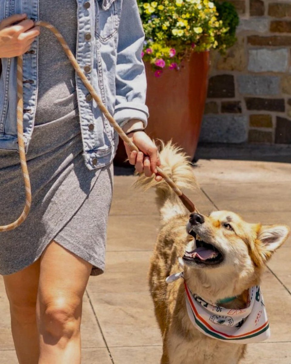 TheCollectionRP's tweet photo. The Collection welcomes your well-behaved, furry friends to our pet-friendly stores, restaurant patios, &amp; common areas. 

We highly recommend stopping by Lazy Dog Restaurant &amp; Bar and enjoying a nice meal with your best pal. https://t.co/pLxLGoBmed