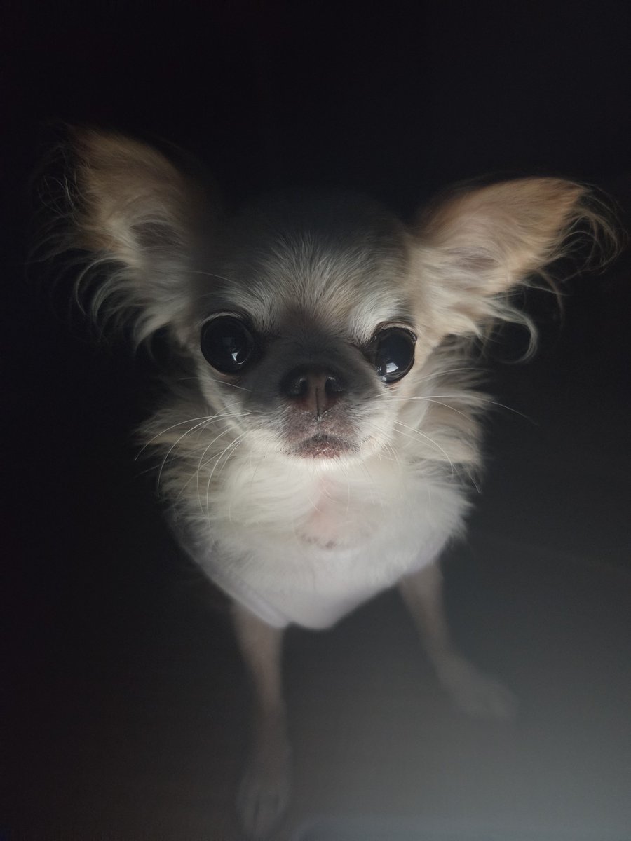 oso2_'s tweet photo. 旦那が寝るって電機消したんだけど暗闇の中タブレットつけてたら目の前におった🤣🤣
びっくりしたꉂ🤣𐤔 https://t.co/QajnKrvS2N