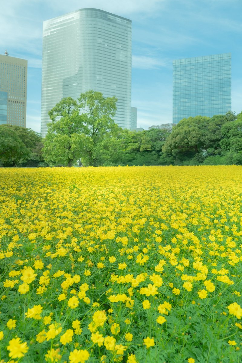 ikebanadoctor's tweet photo. 🌼 ビルの谷間に、黄色い野原がひとつ。浜離宮のキバナコスモスが、秋の光のなかで揺れていました。

🌼 One yellow meadow in a valley of towers — the cosmos at Hama-rikyu, swaying in autumn light.

#浜離宮恩賜庭園 #japanphotography https://t.co/S4iILjgMEL