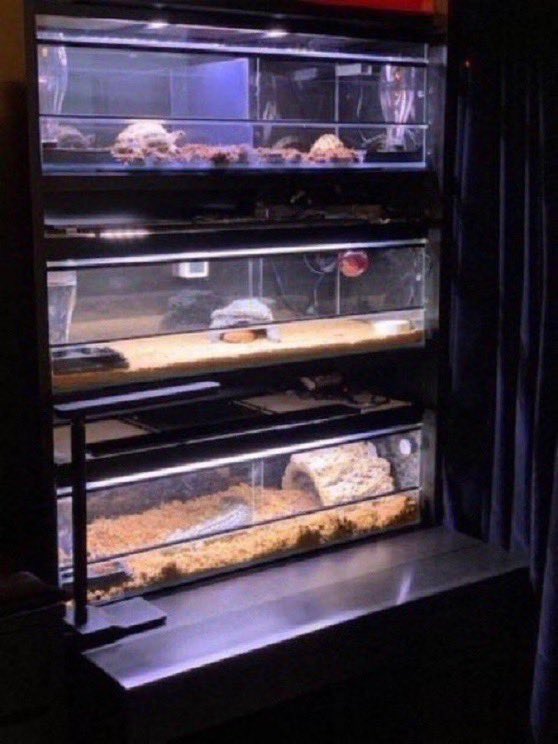 cot_up's tweet photo. レプタケースはオールガラス製。
ガラスの輝きが美しくインテリア性に優れた爬虫類ケージ。

レプタケース
840x290x260H   3台
ブラックアルミフレーム仕様

サイズはご要望に応じて製作します

お問合せメール
info@cot-up.com

https://t.co/sfiHpL271p
https://t.co/0fSgJnnfWi https://t.co/IvfUvMN1GL