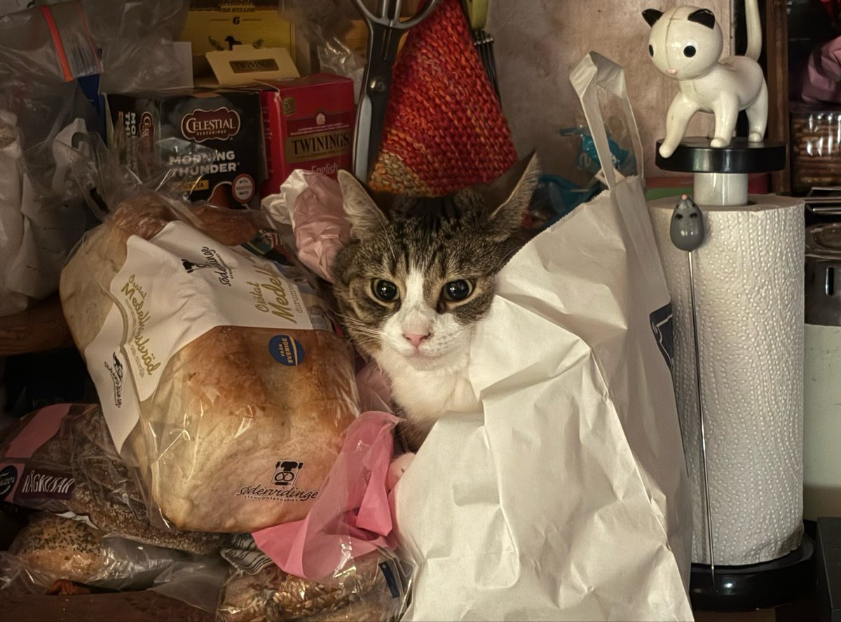 poletalenti's tweet photo. anyway here’s my cat loafing on a loaf https://t.co/VTxsBvpAA2