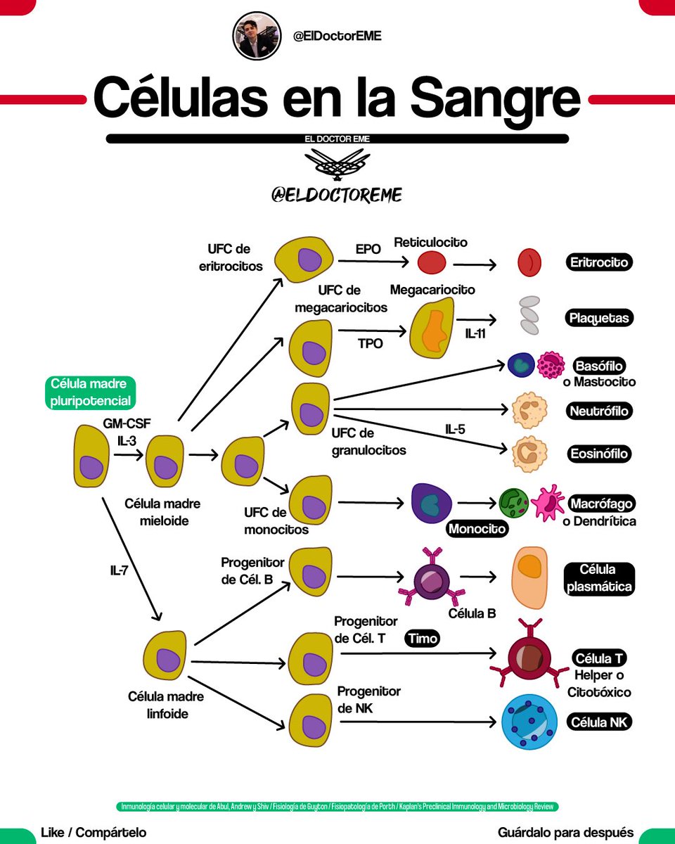 eldoctoreme's tweet photo. 🤓GUÍA RÁPIDA: CÉLULAS EN LA SANGRE🤓
📌Hilo con📌

•Orígenes
•Ubicaciones Principales
•Funciones
•Morfologías

Encuentra más información en https://t.co/NPENohlTRC

#ENARM #MIR #USMLE #ENARM2026 https://t.co/dPLKCHumpK