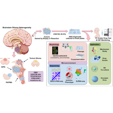 CellStemCell's tweet photo. H3K27M drives OPC stemness and intrathecal therapeutic vulnerability in brainstem glioma organoids dlvr.​it/TVljV3 https://t.co/S5KnF4k903