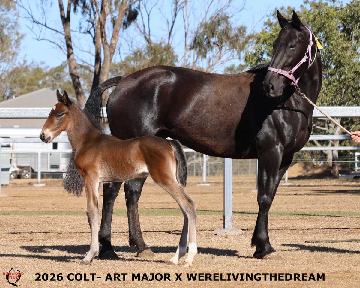 StudBurwood's tweet photo. 💙 NUMBER 50!!! 💙

This lovely colt is by ART MAJOR out of WERELIVINGTHEDREAM for Kevin Sheppard.
@Alabarfarms https://t.co/0xeDilNTIv
