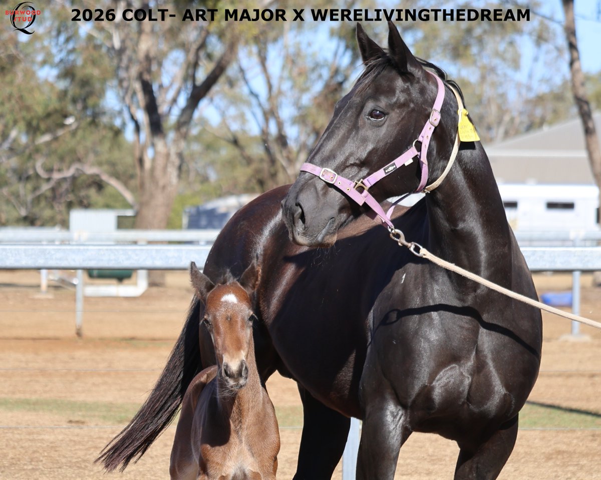 StudBurwood's tweet photo. 💙 NUMBER 50!!! 💙

This lovely colt is by ART MAJOR out of WERELIVINGTHEDREAM for Kevin Sheppard.
@Alabarfarms https://t.co/0xeDilNTIv