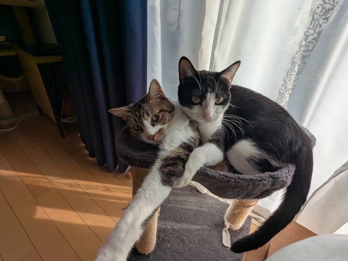 Takuusov's tweet photo. とりあえず今日は学会いてきます👍
久々に猫の写真あげとこかな笑

#猫
#ネコ
#猫と暮らす生活 https://t.co/M8Lh1th9Pn
