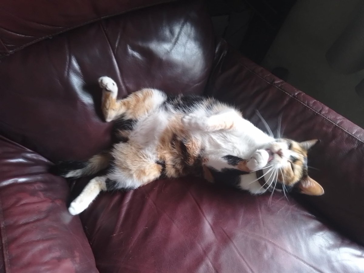 Zackstudioi09d's tweet photo. Gente me levanté 5 segundos a hacer un café y miren quién me robó el sillón ni modo gente seguí dibujando después hasta que la patrona Sara me regreso mi sillón #gatos https://t.co/5fdFWsaWax